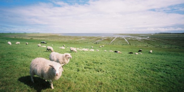 Streekpad_WaddenWandelen_etappe_Borkum_2.jpg