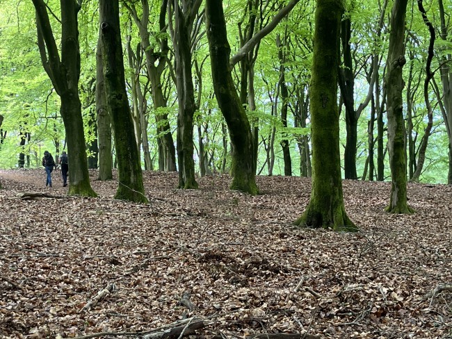 Zalig wandelen door de Onzalige Bossen © Ernst Koningsveld