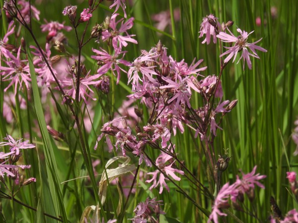 echte koekoeksbloem © Gertjan van Noord