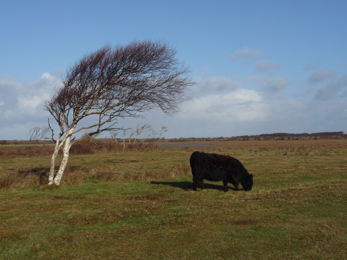 Duinengebied Texel