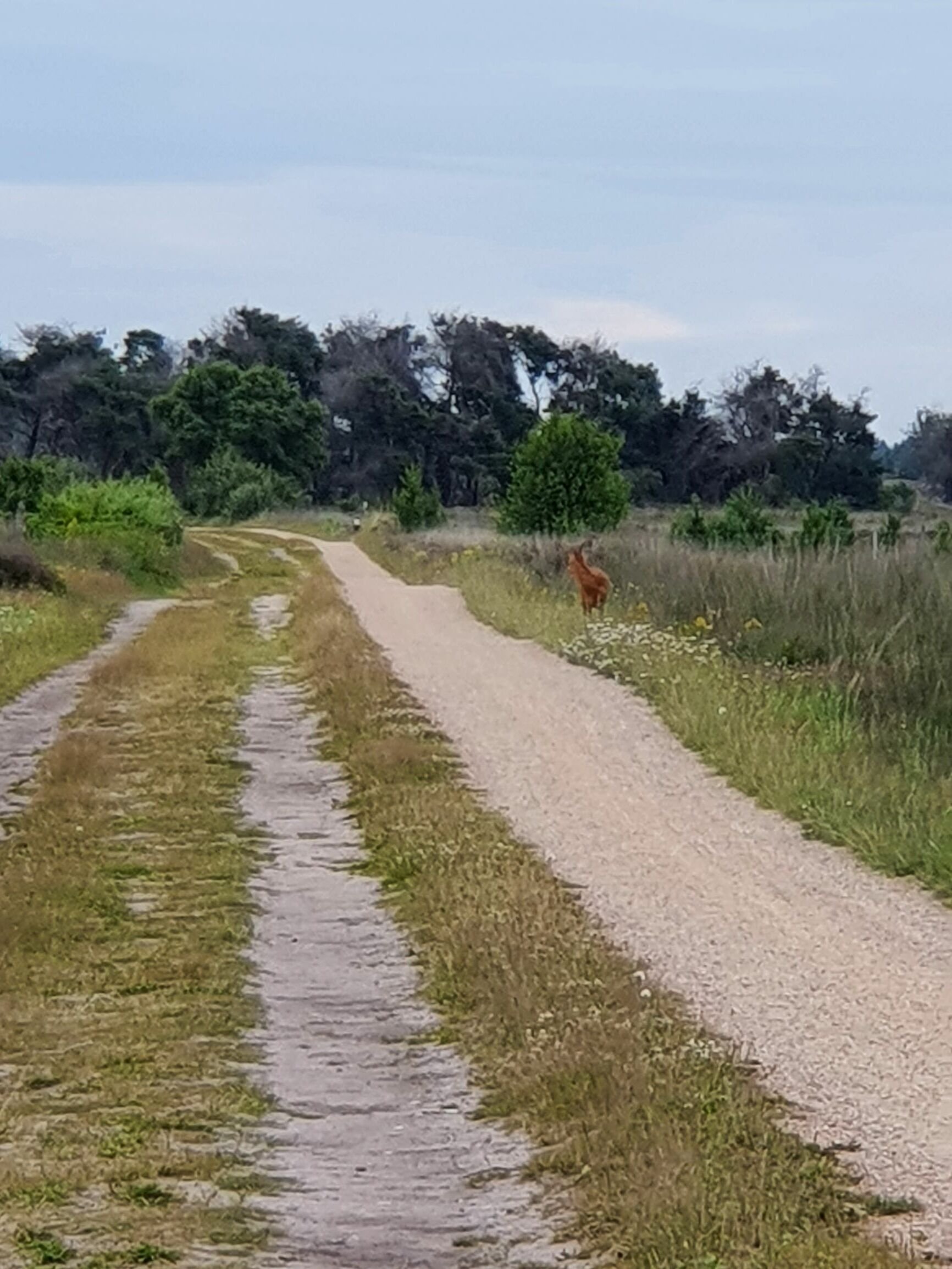 LR Ree aan het pad op de Strabrechtse heide.jpg